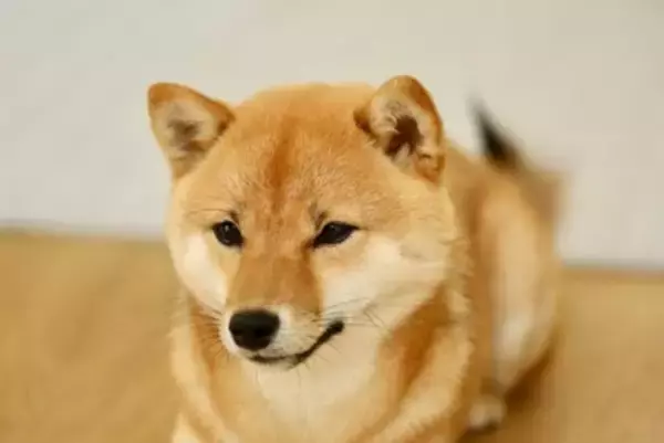 犬が『構ってほしい』と言っているサイン6選　飼い主の気を引こうとしているときにする行動とは？