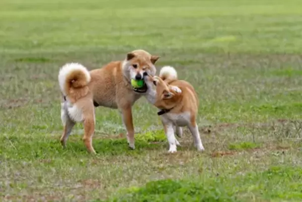 犬同士の喧嘩が起こる理由とは？じゃれ合いかどうかを判断する方法や仲裁のコツまで