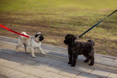 犬同士の喧嘩が起こる理由とは？じゃれ合いかどうかを判断する方法や仲裁のコツまで