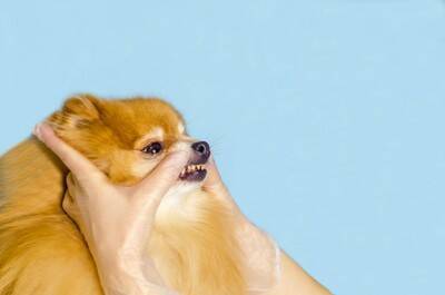 犬の『口臭』が悪化するNG行為6選　ニオイが酷くなる原因や対処法まで