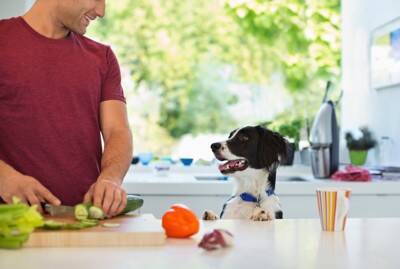 犬の『口臭』が悪化するNG行為6選　ニオイが酷くなる原因や対処法まで