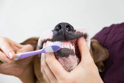 犬の『口臭』が悪化するNG行為6選　ニオイが酷くなる原因や対処法まで