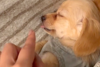 すやすやと眠る『赤ちゃん犬』→舌をしまい忘れていたので、少し触ってみた結果…愛おしすぎる反応が38万再生「癒された」「おててピーンｗ」