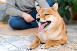 犬が『放っておいて』と言っているサイン7選　構ってはいけないタイミングまで解説