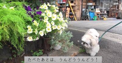 犬が近所のおばあちゃんに『やきいも』を貰った結果…ギラッギラな『必死すぎる表情』が面白いと5万再生「真剣ｗ」「ガン見でたまらん」