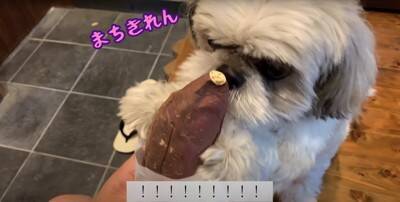 犬が近所のおばあちゃんに『やきいも』を貰った結果…ギラッギラな『必死すぎる表情』が面白いと5万再生「真剣ｗ」「ガン見でたまらん」