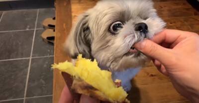 犬が近所のおばあちゃんに『やきいも』を貰った結果…ギラッギラな『必死すぎる表情』が面白いと5万再生「真剣ｗ」「ガン見でたまらん」