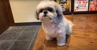 犬が近所のおばあちゃんに『やきいも』を貰った結果…ギラッギラな『必死すぎる表情』が面白いと5万再生「真剣ｗ」「ガン見でたまらん」