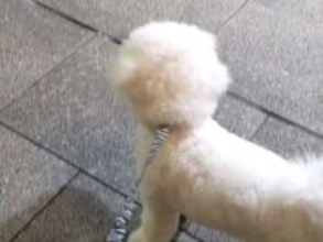 会社帰りのパパのお迎えに来た犬→見つけた瞬間、嬉しそうに駆け寄って…尊すぎる『お仕事おつかれさま』の様子が話題「パパが大好きなんだね」