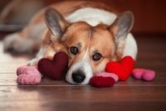 犬の『性別』を見分ける方法４選　見た目や性格の違い、お世話で異なる点まで解説