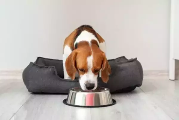 犬に絶対NGな『水』５選　万が一飲んでしまった場合の危険な症状や安全な飲み水の状態まで