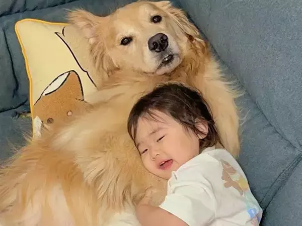 ソファで人間のようにくつろぐ大型犬→1歳の女の子が近づいて…あまりに尊い『真似っ子する光景』が49万再生「人にしか見えない」「羨ましい」