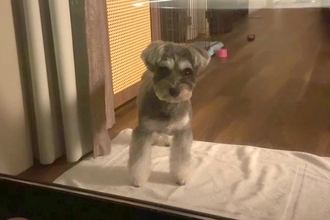 箱根旅行中、客室露天風呂に入った結果→寂しくなった犬が、窓越しに…すぐに上がりたくなる『健気な行動』に反響「地団駄踏んでるｗ」「可愛い」
