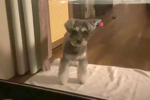 箱根旅行中、客室露天風呂に入った結果→寂しくなった犬が、窓越しに…すぐに上がりたくなる『健気な行動』に反響「地団駄踏んでるｗ」「可愛い」