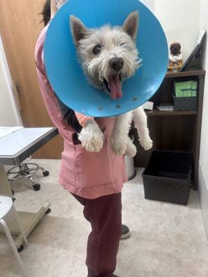 ちーちゃんですけどもっ【第337話】「ちーちゃんと面会」