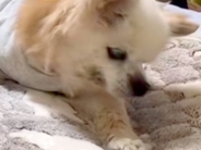 20歳の『寝たきり老犬』→隣の部屋で様子を確認したら…涙が止まらない『まさかの光景』に反響「頑張ってて感動した」「胸がぎゅっとなる」