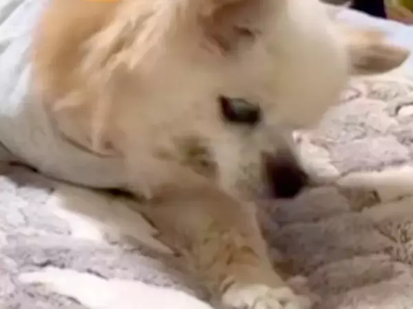 20歳の『寝たきり老犬』→隣の部屋で様子を確認したら…涙が止まらない『まさかの光景』に反響「頑張ってて感動した」「胸がぎゅっとなる」