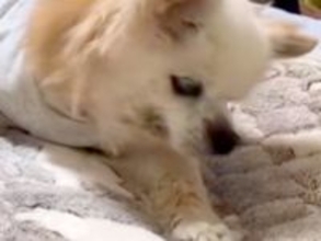 20歳の『寝たきり老犬』→隣の部屋で様子を確認したら…涙が止まらない『まさかの光景』に反響「頑張ってて感動した」「胸がぎゅっとなる」