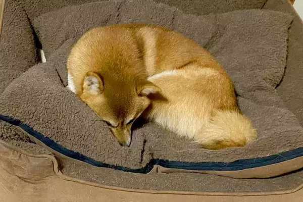 『なんか違う…』サイズの異なる2匹の犬が『ベッドで並んで眠った』結果→思わずツッコミたくなる光景が話題「可愛くて笑った」「はみ出てて草」