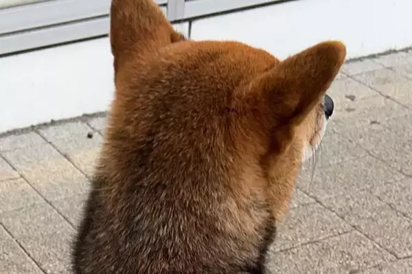 外国人に『シバ…？シバチガウ…？イロチガウ…』と言われた犬→微笑ましい展開が5万表示「珍しいもんね」「光景が目に浮かぶｗ」と反響