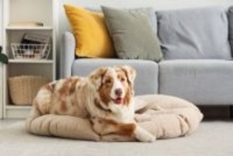 犬を留守番させるときにすべき配慮とは？飼い主の外出前に必要な事前準備まで