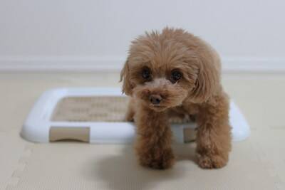 犬を留守番させるときにすべき配慮とは？飼い主の外出前に必要な事前準備まで