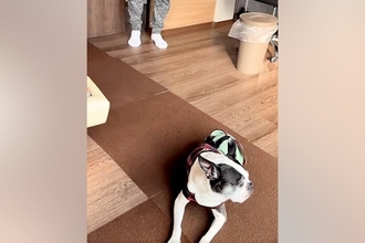 耳の聞こえないシニア犬→『入院していたパパ』が帰ってきたことに気づいた瞬間…『家族愛あふれる光景』に感動「お互いに嬉しいのが伝わる」