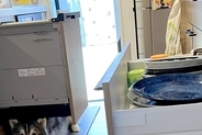 『うちの子だけ…？』冷蔵庫や食洗器を開けたら、2頭のハスキーが…共感を呼んだ『謎すぎる行動』が300万表示「猫みたいｗ」「うちもするｗ」