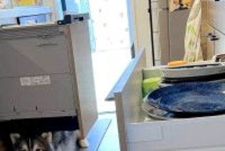 『うちの子だけ…？』冷蔵庫や食洗器を開けたら、2頭のハスキーが…共感を呼んだ『謎すぎる行動』が300万表示「猫みたいｗ」「うちもするｗ」