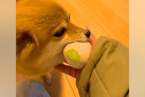 パパとママが帰ってきて大喜びする犬→『同時に呼んでみた』結果…なんだか切ない『態度の違い』が19万再生「滞在時間一瞬で草」「あるあるｗ」