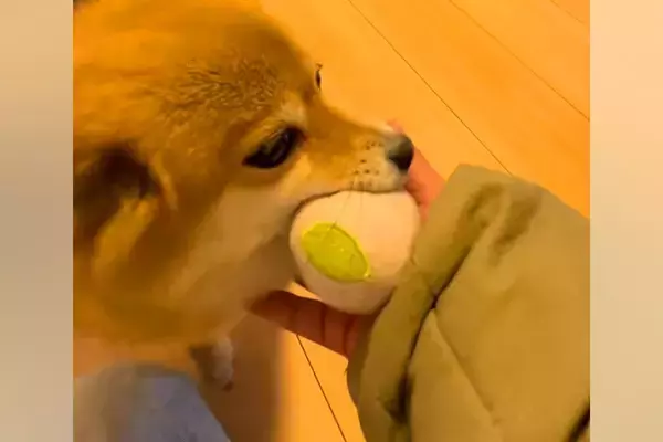 パパとママが帰ってきて大喜びする犬→『同時に呼んでみた』結果…なんだか切ない『態度の違い』が19万再生「滞在時間一瞬で草」「あるあるｗ」