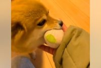 パパとママが帰ってきて大喜びする犬→『同時に呼んでみた』結果…なんだか切ない『態度の違い』が19万再生「滞在時間一瞬で草」「あるあるｗ」