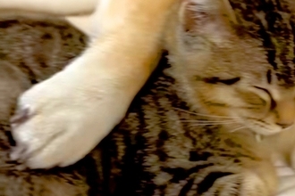 『犬が大好きな元野良猫』と『塩対応な犬』が一緒に眠ったら→おててを添えて…絵本のような『尊すぎる光景』が46万再生「素敵」「カップルｗ」