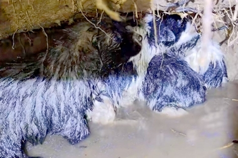大雨で水没する直前に発見された『野犬の赤ちゃん』→体は冷え切り、泥だらけで…緊急保護の様子に称賛「温もりをありがとう」「幸せへの一歩」