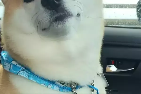 車の助手席に座る犬に『病院行くよ』と伝えた結果→わかりやす過ぎる『表情の変化』が41万再生「ぎゅってしたい」「テンションただ下がりｗ」