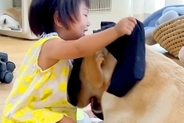 お昼寝している大型犬→他の犬が『1歳の女の子』と遊んでいるのを見て…平和で愛おしい光景が41万再生「見てる時の顔ｗｗ」「みんな可愛い」
