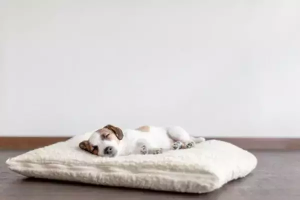 犬にとってNGな『寝る場所』5選　危険な寝床の特徴や改善すべき睡眠環境まで解説