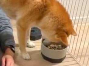 『犬がご飯を食べている』と思ったら…クセが強すぎる『衝撃的な食事風景』に2万いいね集まる「黒い犬かとｗ」「至福の時間だと思ったらｗ」
