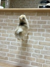 医者から『後ろ足の筋肉』を褒められた小型犬→飼い主だけが知っている『本当の理由』に5万いいね「自主トレで草」「忍者犬すげぇｗｗ」の声