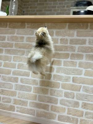 医者から『後ろ足の筋肉』を褒められた小型犬→飼い主だけが知っている『本当の理由』に5万いいね「自主トレで草」「忍者犬すげぇｗｗ」の声