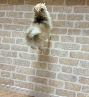 医者から『後ろ足の筋肉』を褒められた小型犬→飼い主だけが知っている『本当の理由』に5万いいね「自主トレで草」「忍者犬すげぇｗｗ」の声