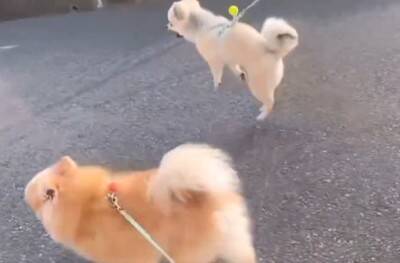 医者から『後ろ足の筋肉』を褒められた小型犬→飼い主だけが知っている『本当の理由』に5万いいね「自主トレで草」「忍者犬すげぇｗｗ」の声