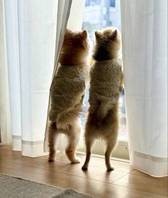 医者から『後ろ足の筋肉』を褒められた小型犬→飼い主だけが知っている『本当の理由』に5万いいね「自主トレで草」「忍者犬すげぇｗｗ」の声