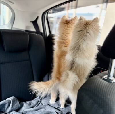 医者から『後ろ足の筋肉』を褒められた小型犬→飼い主だけが知っている『本当の理由』に5万いいね「自主トレで草」「忍者犬すげぇｗｗ」の声