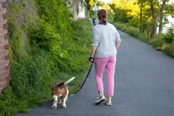 犬のウンチを道に放置する『4つのリスク』絶対NGな理由や適切な処理まで