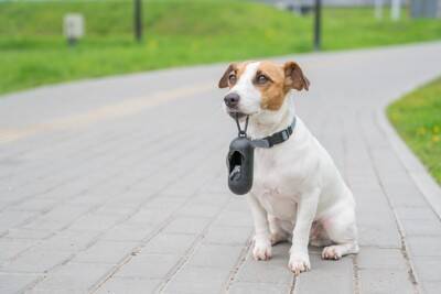 犬のウンチを道に放置する『4つのリスク』絶対NGな理由や適切な処理まで