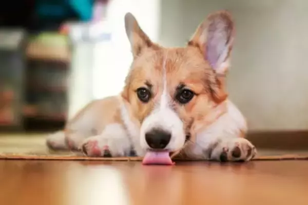 犬が『カーペットを舐める』4つの理由　やめさせるにはどうしたらいいの？