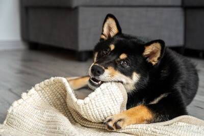 犬が『カーペットを舐める』4つの理由　やめさせるにはどうしたらいいの？