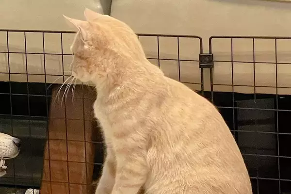 一緒に遊んでいる犬と猫→ふと様子を見てみたら…完全に立場が逆になっている『予想外の光景』に6万いいね集まる「楽しそうで草」「仲良しだｗ」