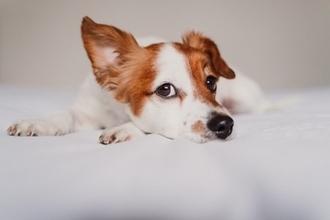 『耳が聞こえにくくなっている犬』がみせるサイン5選　聴力低下の原因や飼い主がすべき配慮まで